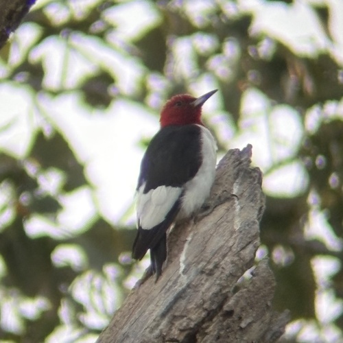 Red-headed Woodpecker