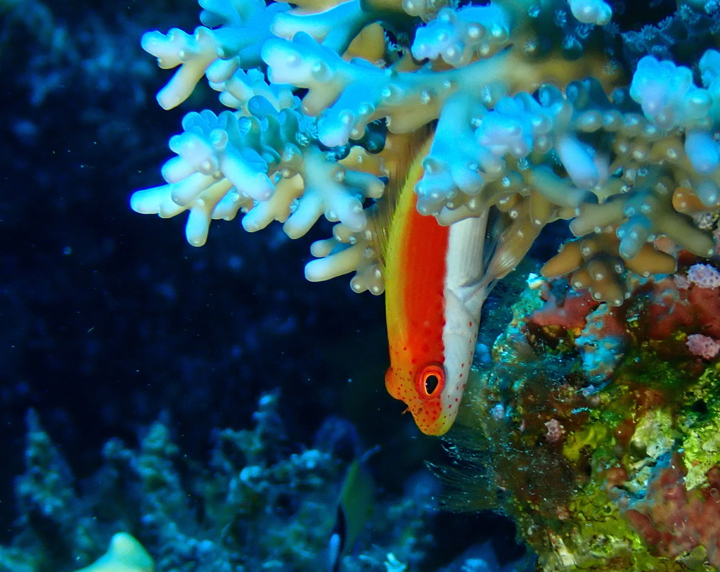 Blackside hawkfish