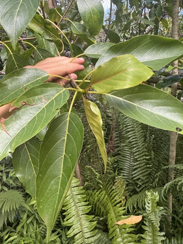 Colubrina, 2026-08-27