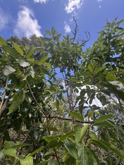 Colubrina oppositifolia, photograph (c) Brynn Fricke, some rights reserved (CC BY)