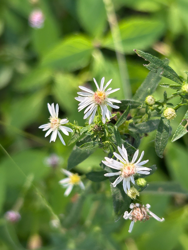 Symphyotrichum ontarionis, photograph 6