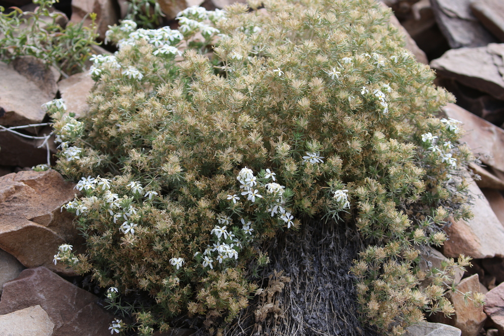 Leptosiphon nuttallii; photograph (c) Brooke Smith, some rights reserved (CC BY)