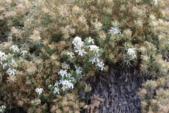(c) Brooke Smith, some rights reserved (CC BY) Leptosiphon nuttallii, photograph (c) Brooke Smith, some rights reserved (CC BY)