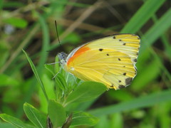 Belenois thysa thysa