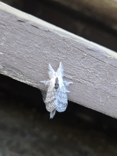 iNaturalist observation photo of Tolype Moths