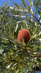 Banksia menziesii, photograph (c) Millie Brady, some rights reserved (CC BY)