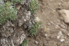 Stenotus acaulis