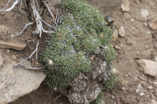 Stenotus acaulis, photograph 2