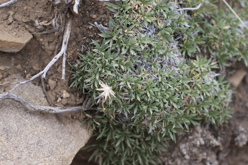 Stenotus acaulis, photograph 1