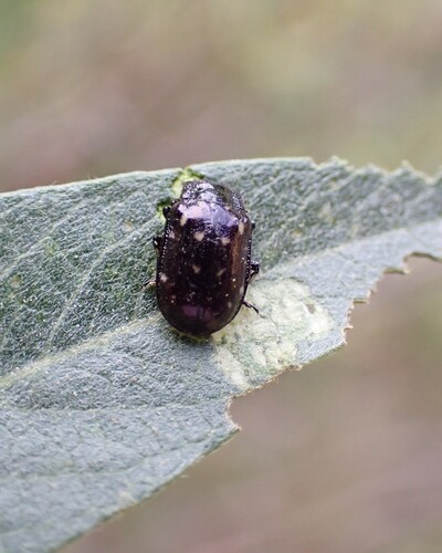 Willow Leaf Beetle (Chrysomela aeneicollis) photo 3