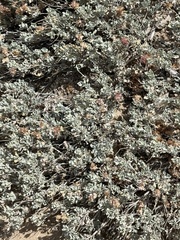 Salvia dorrii, photograph (c) Brooke Smith, some rights reserved (CC BY)
