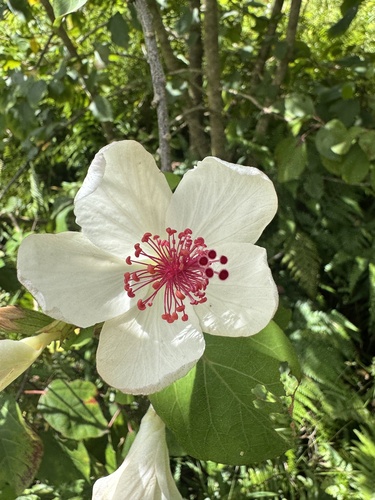 Hibiscus arnottianus
