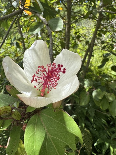Hibiscus arnottianus