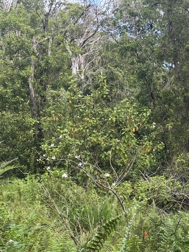 Hibiscus arnottianus