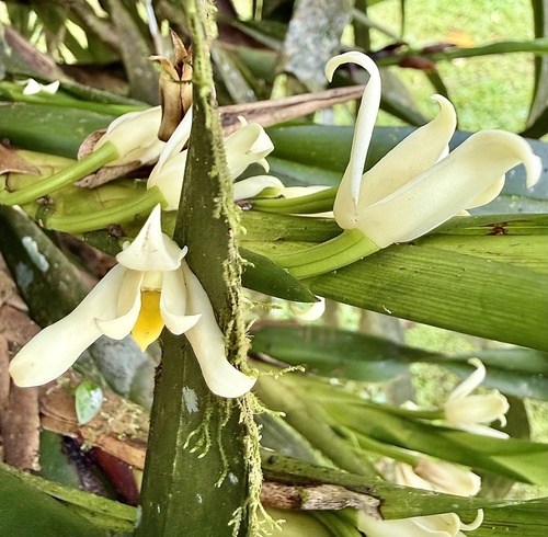 Maxillaria alba, photograph 2