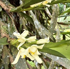 Maxillaria alba, photograph author not stated, no rights reserved