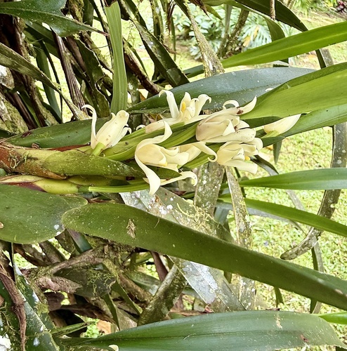 Maxillaria alba, photograph 1