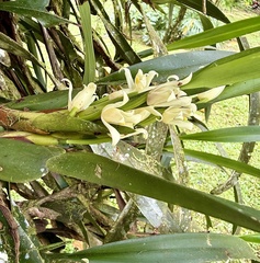 Maxillaria alba, photograph author not stated, no rights reserved