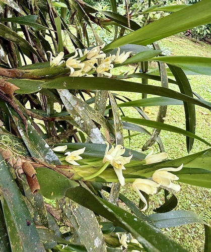 Maxillaria alba, photograph 4