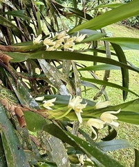 Maxillaria alba, photograph author not stated, no rights reserved