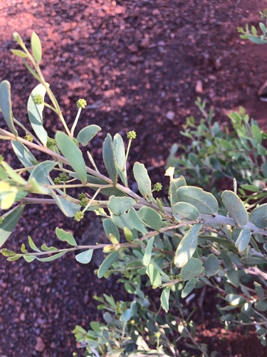 two-nerved wattle
