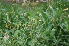 Epipactis gigantea, photograph (c) Brooke Smith, some rights reserved (CC BY)