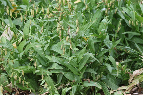 Epipactis gigantea, photograph 2