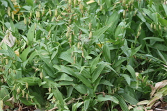 Epipactis gigantea, photograph (c) Brooke Smith, some rights reserved (CC BY)