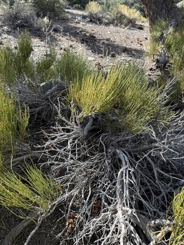 Ephedra viridis, photograph 4