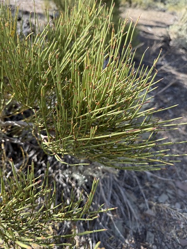 Ephedra viridis, photograph 5