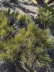 Ephedra viridis, photograph (c) Brooke Smith, some rights reserved (CC BY)