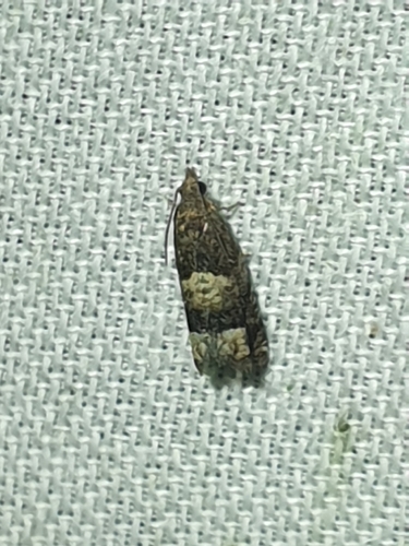 Aster Eucosma Moth (Eucosma parmatana)