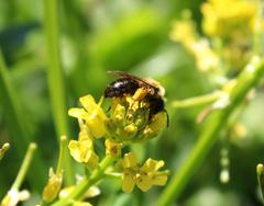 Andrena bicolor
