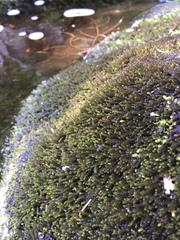 Marsupella emarginata