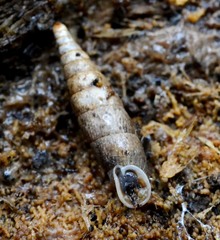 Macrogastra ventricosa