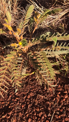 Cockroach Bush