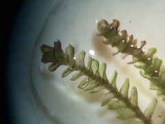 Marsupella emarginata