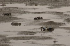 Macrophthalmus japonicus