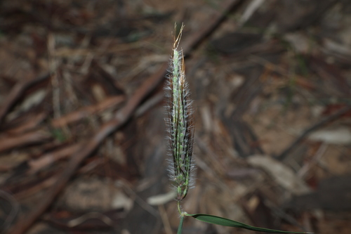 Dichanthium sericeum, photograph 6