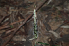 Dichanthium sericeum, photograph (c) Greg Tasney, some rights reserved (CC BY-SA)