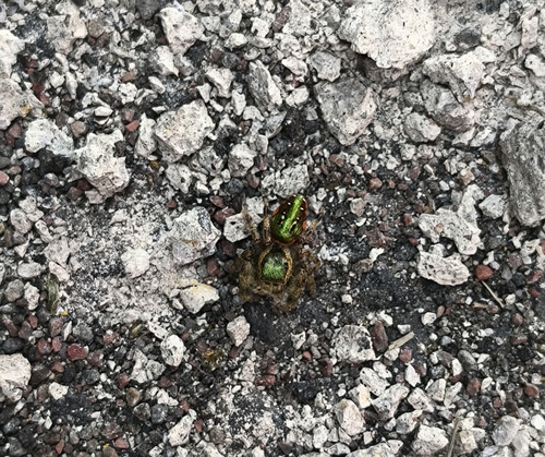 Golden Jumping Spider