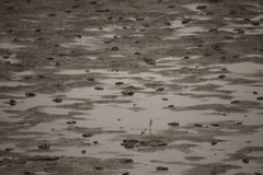 Macrophthalmus japonicus