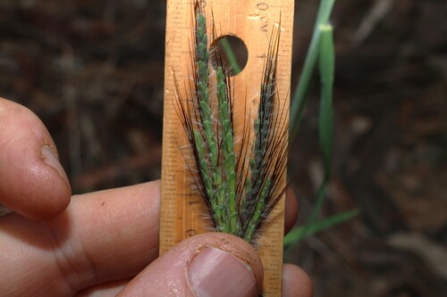 Dichanthium sericeum, photograph 5