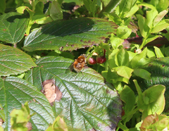 Cheilosia chrysocoma