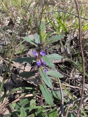 Ajuga australis, photograph author not stated, no rights reserved