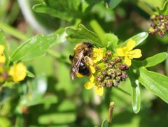 Andrena bicolor