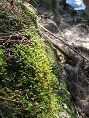 Herzogiella striatella