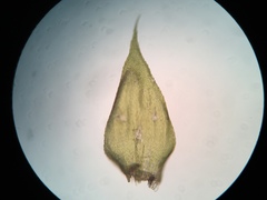 Herzogiella striatella