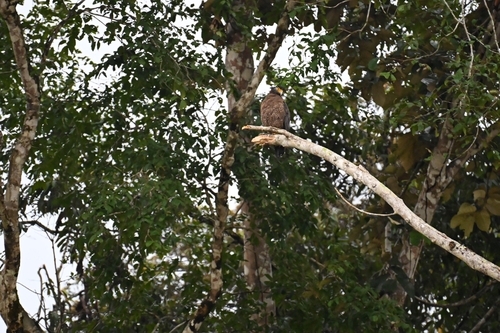 Sarawak Serpent-Eagle