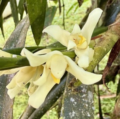 Maxillaria alba, photograph author not stated, no rights reserved